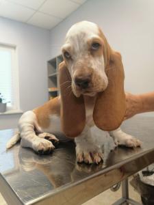 Фотография БатошаVet 4