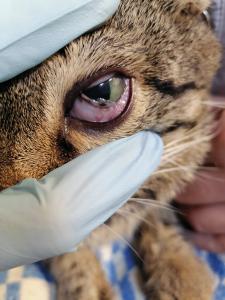 Фотография БатошаVet 2