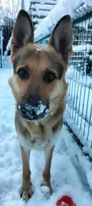 Фотография Участковая ветеринарная лечебница №4 2