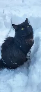 Фотография Участковая ветеринарная лечебница №4 3