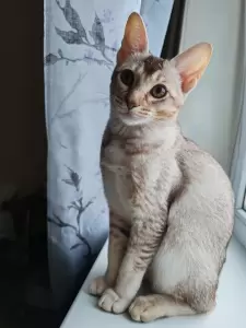 Фотография Участковая ветеринарная лечебница №4 5