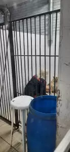 Фотография Собачий патруль 5