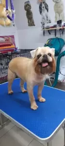 Фотография Донской ветеринарный госпиталь 0