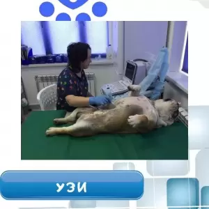 Фотография ЗаВЕТный Друг 2